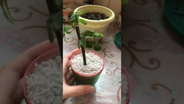 Ответы на вопросы, некоторые итоги, что стало с моими черенками букетных роз
