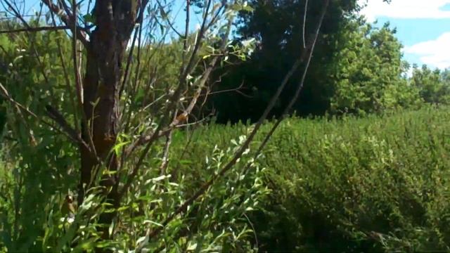 Тау смотреть онлайн