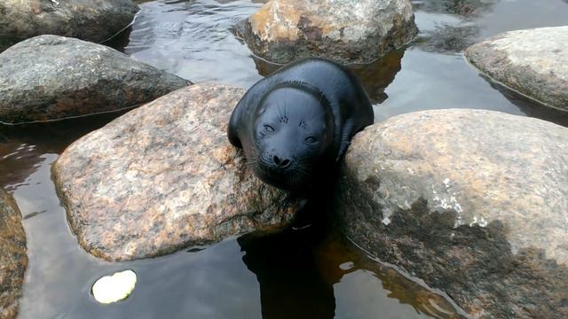 Нерпа смотреть онлайн