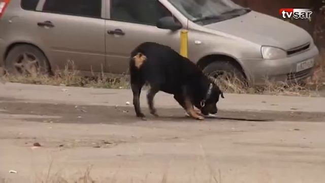 Саратов. Собака катается на скейте смотреть онлайн