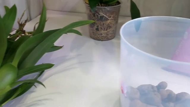 Орхидея ? брассия - пересадка? смотреть онлайн