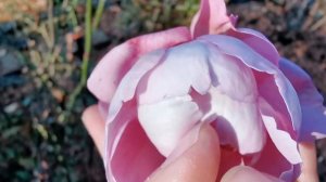 BOULE DE PARFUM ROSE plant by Aichi Rose Factory Keihan バラ ブルドゥパルファム 京阪園芸ガーデナーズ