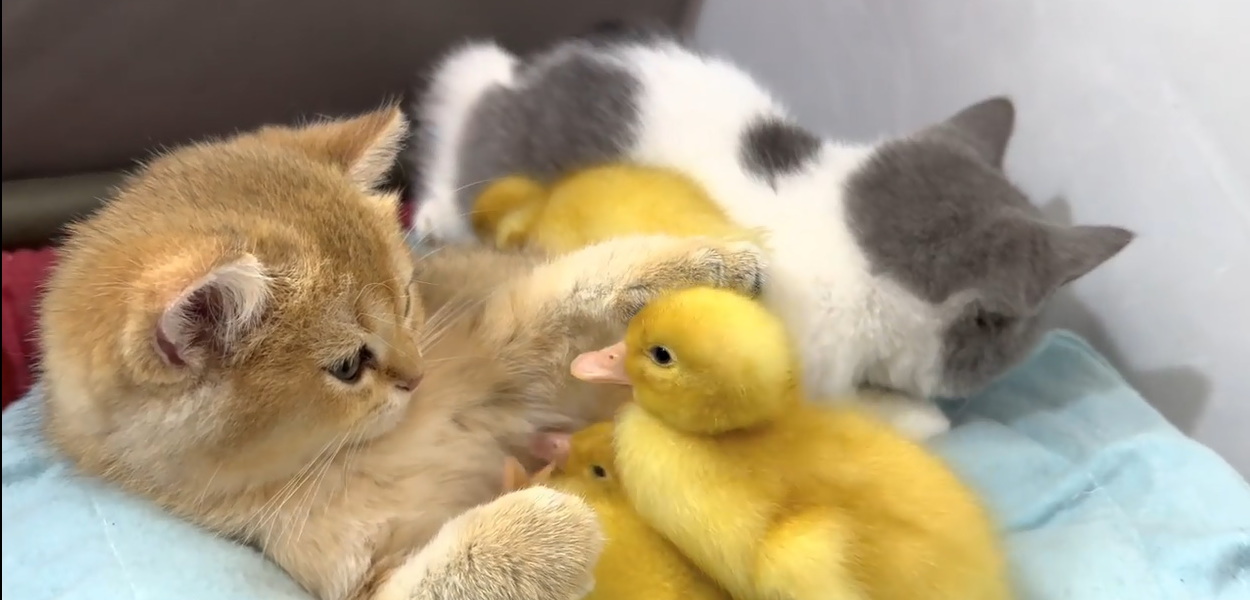 Winter is here!  The duckling wants to sleep with the kitten, it's very warm!  the bed is too small