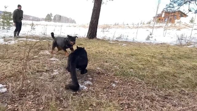 Sunday with zoofamily ??❤️ смотреть онлайн