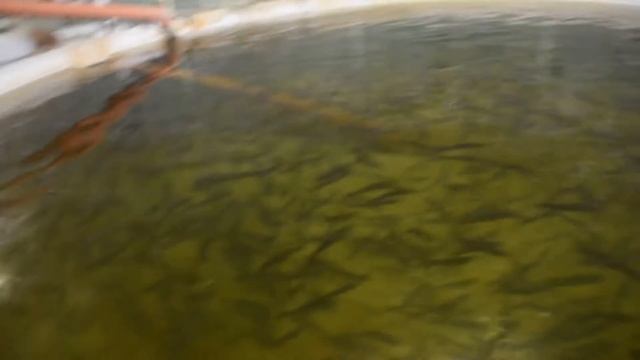 Ферма под разведение рыбы. Посёлок Новый Быт. смотреть онлайн