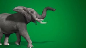 Слон дует воду из хобота