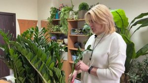 Уход за комнатным растением замиокулькас: полив, пересадка. Увлажнение.