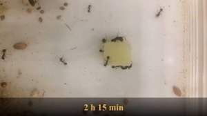 Муравьи жнецы едят картошку | ants vs potatoes timelapse | Муравьиная ферма 5 муравьев