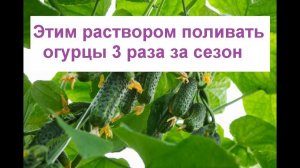 Формирование куста огурца// Почему огурцы желтеют// Подкормка огурцов дрожжами