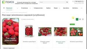 Как выбрать сорт клубники для выращивания в теплице. Какой сорт клубники выбрала.