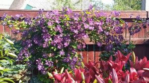 Клематис Этуаль Виолет (Etoile Violette). Краткий обзор.