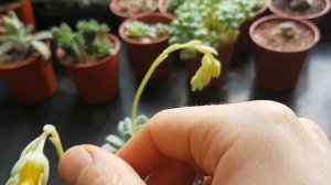 Echeveria Amoena In Bloom (Closer Look)