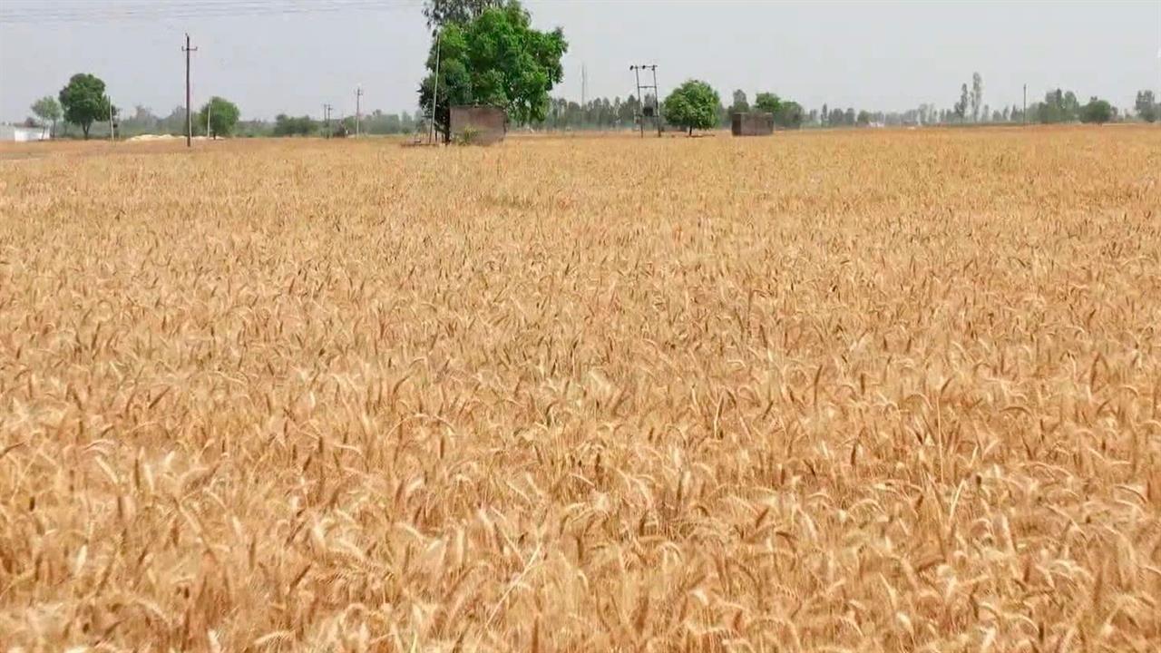 Несколько стран ЕС проигнорировали решение об отмене запрета на ввоз украинского зерна