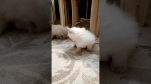 Невские маскарадные котята.