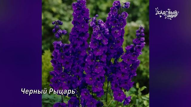 Подзимний посев дельфиниума Как сеять под зиму смотреть онлайн