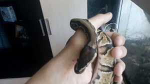 Королевский питон, уход обустройство террариума и