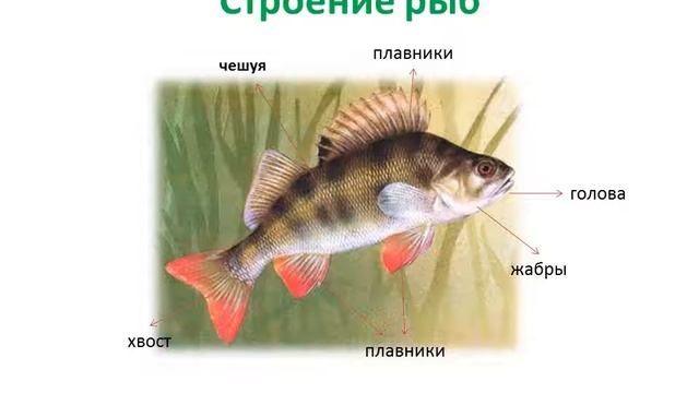 Интерактивное занятие. Тема 5_ Аквариумные и пресноводные рыбы