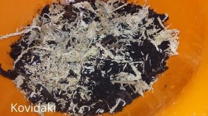 Семена Орхидеи из Китая распаковка и посадка семян Aliexpress