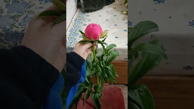 #цветыоптом #пион #цветы #краснодар