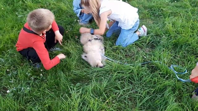 ПЕКИНЕС ДЕНДИК ПЕРВАЯ ПРОГУЛКА НА УЛИЦЕ  #сергейтелков #пекинес #pekingese