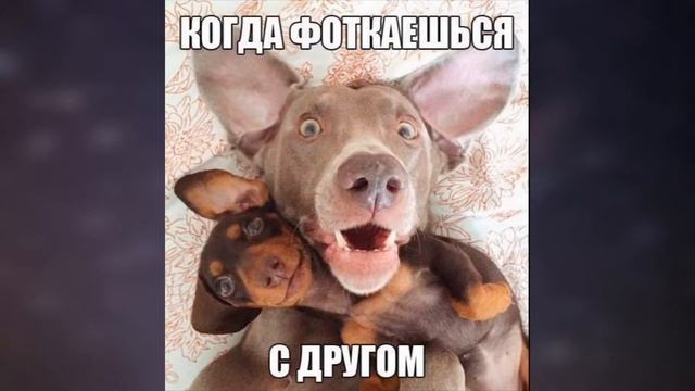 Лютые приколы || Мохнатый змеекот