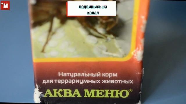 Чем кормить эублефара (ящерица) смотреть онлайн