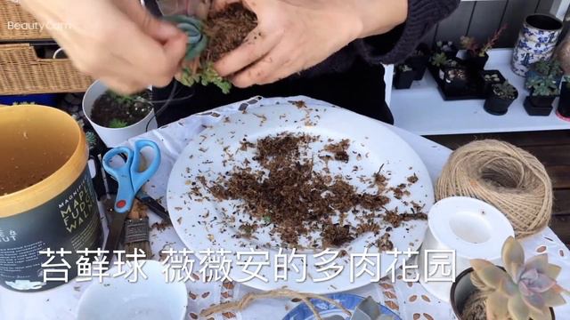 多肉苔藓球制作 薇薇安的多肉花园 смотреть онлайн