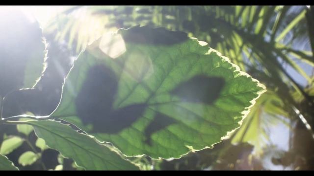 Calming your mind immediately with this nature sounds of water and birds in the forest