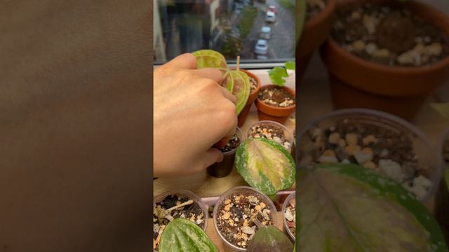 Моя коллекция Хой 🌿