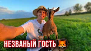 Будни Молодого ПАРНЯ-ФЕРМЕРА в деревне 🧑🌾 Нападение ЛИС на птиц 😱 Козы, птица, огород 🍅