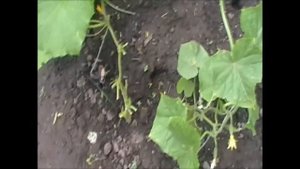 Подвязка молодых побегов огурцов. Как правильно подвязывать огурцы?