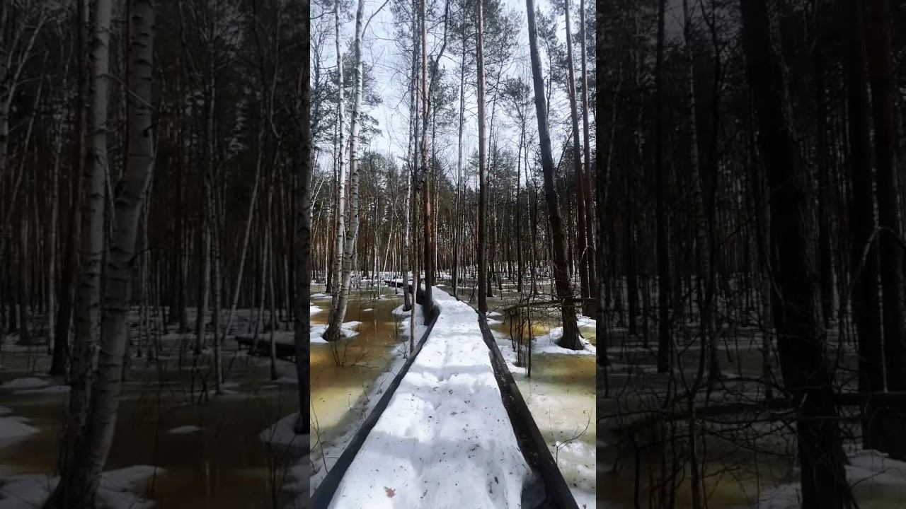 Пришел в лес, а там... КРАСОТА  и ВЕСНА! #природа #лес #весна2024 #relaxingmusic #relaxingvideo