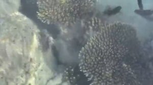 Корал бич ротана резорт Хургада декабрь 2012