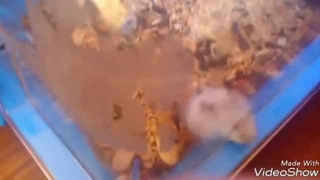 Сказка про хомячков: мама дочка и сыночек. смотреть онлайн