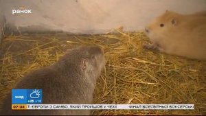 Нутриевая ферма: необычный бизнес