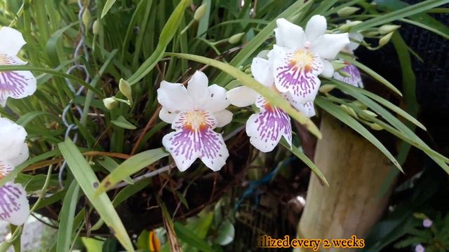 Miltoniopsis Phalaenopsis "Miltonia blanca"/White Miltoniopsis Phalaenopsis  Orchid