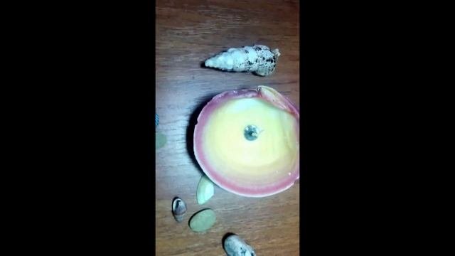 Свеча в ракушке Мастер класс/Candle in seashell / Ракушки в интерьере