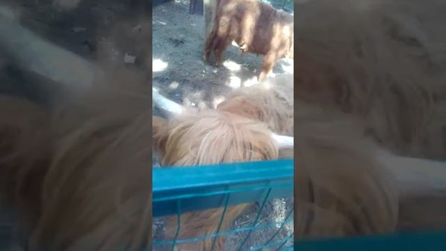 Шотландские коровы смотреть онлайн