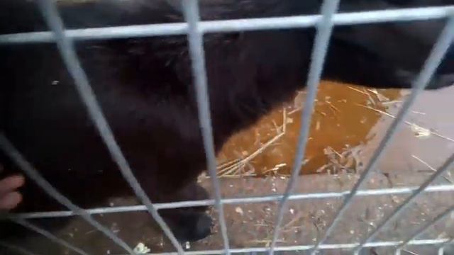 Зоопарк в Клайпеде. смотреть онлайн