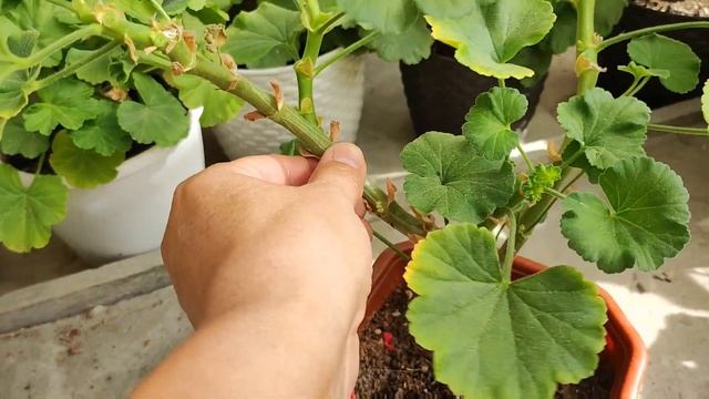 Ваша Герань пожелтела? ? Что ☝ делаем с пеларгонией в сентябре? ? смотреть онлайн