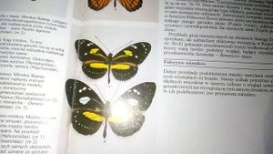 Всё о бабочках. Внутривидовая изменчивость. Моя книга определитель Бабочек.