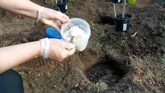 Использование яичной скорлупы на участке