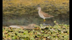 Птица фифи.  Или как самец помогал самке яйца высиживать (tringa glareola)