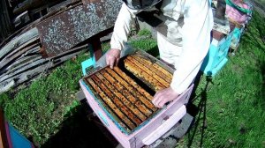 Устанавливаю пчёлам первую рамку с вощиной в апреле