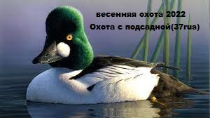 Весенняя охота с подсадной 2022. весенняя охота на селезня с подсадной смотреть онлайн