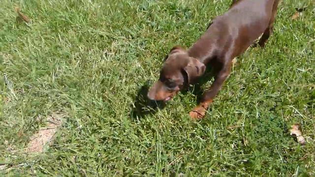 12wk female doberman pup смотреть онлайн