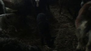 Уехали поросята. Крупный Хряк покрыл вьетнамскую свинку, что будет?