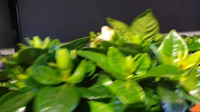 ЦВЕТОЧНЫЙ МАГАЗИНЧИК??(КОМНАТНЫЕ ЦВЕТЫ)??
