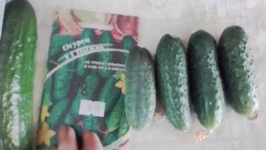 Огурцы "Секрет фирмы", "Пыжик", "Принц Микс"