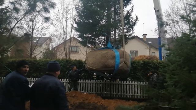 Посадка пихты весом 7тонн # с помощью крана # было опасно. смотреть онлайн